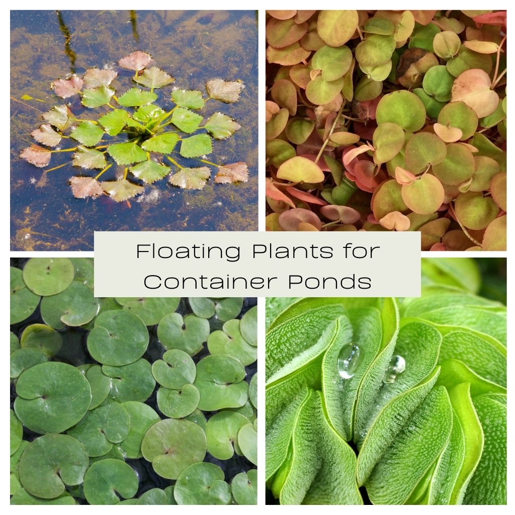 Floating Plants for Container Ponds Plants for Ponds