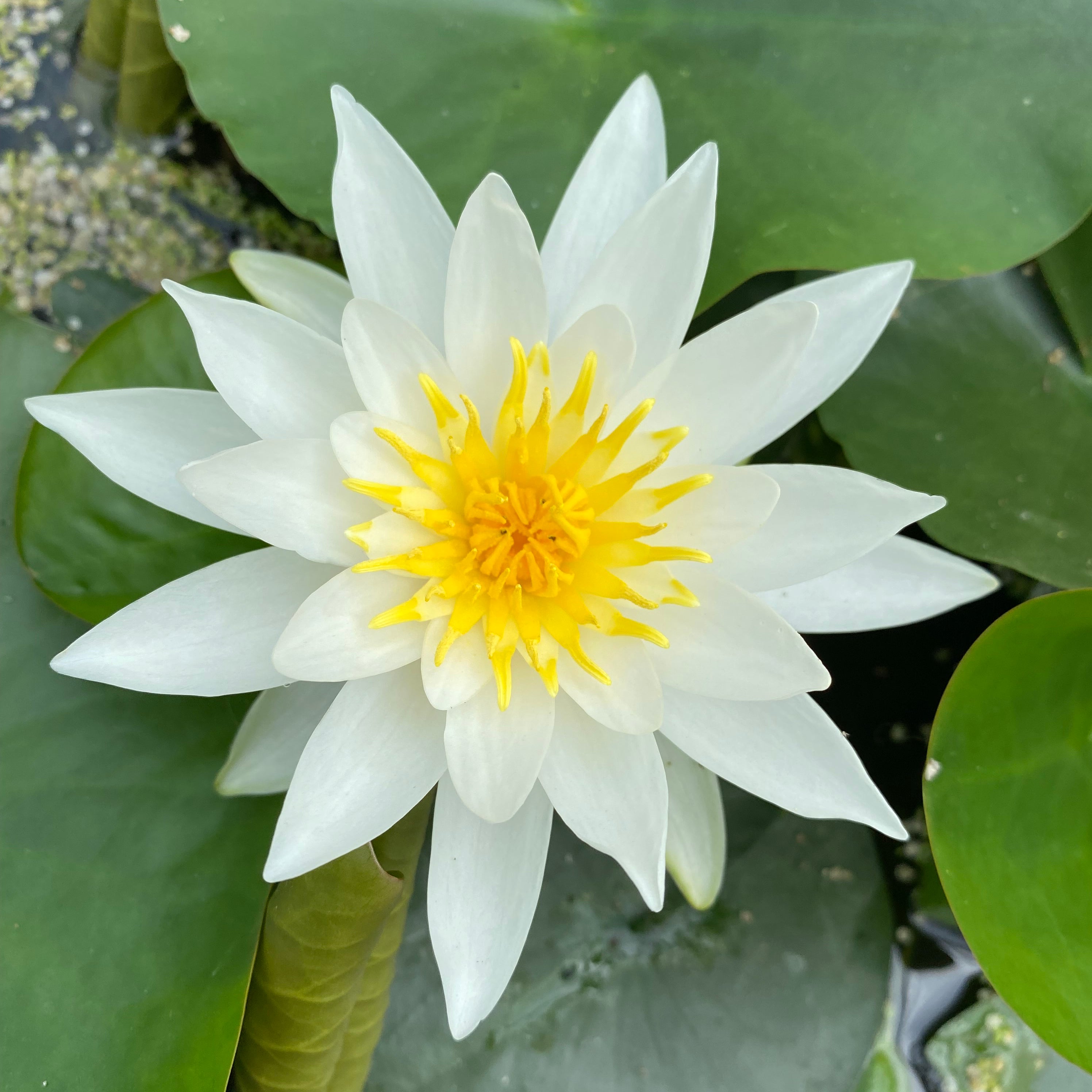 white water lily images Alba Waterlily