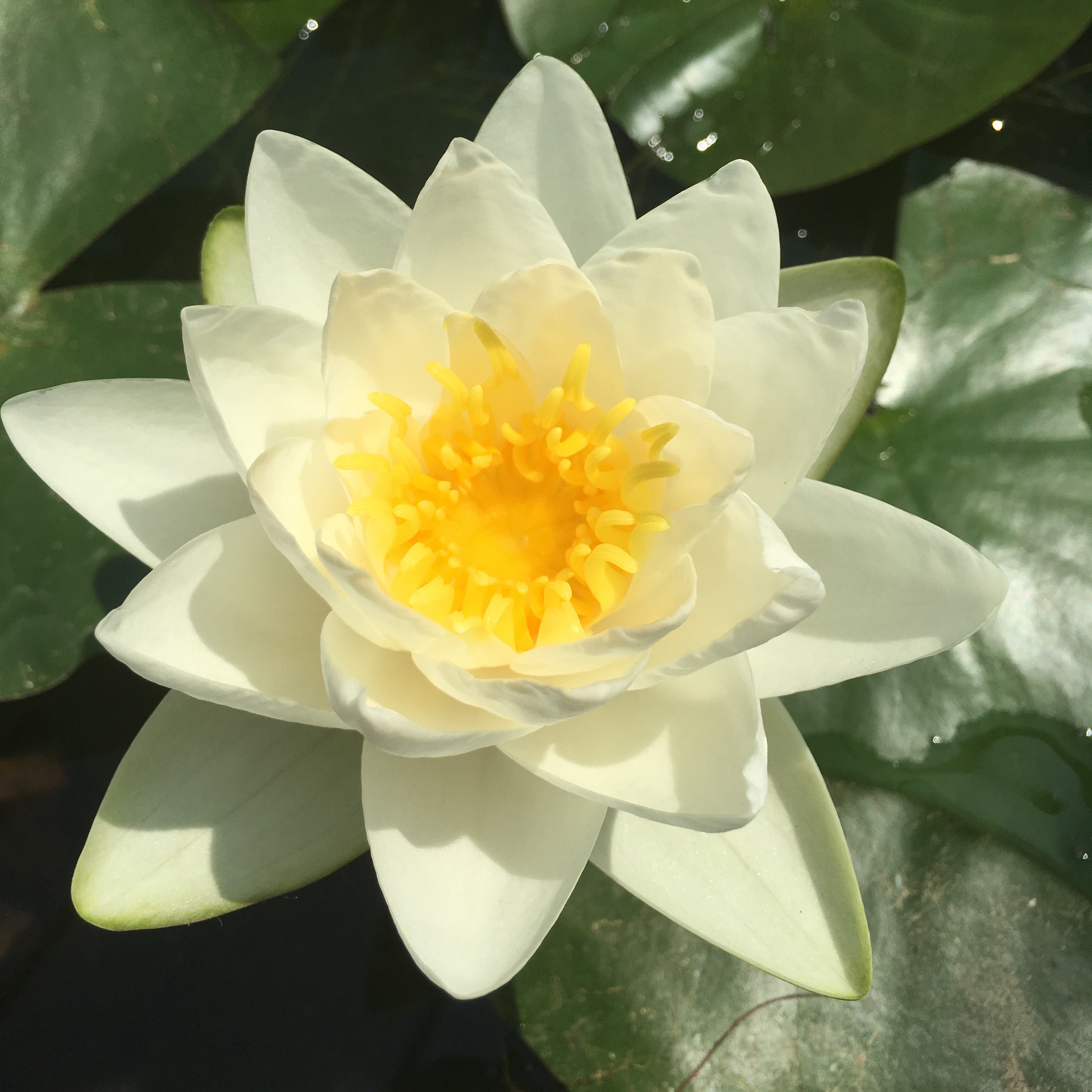 pond lily flower Albatross Waterlily