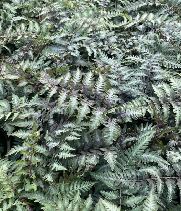 Fern Collection