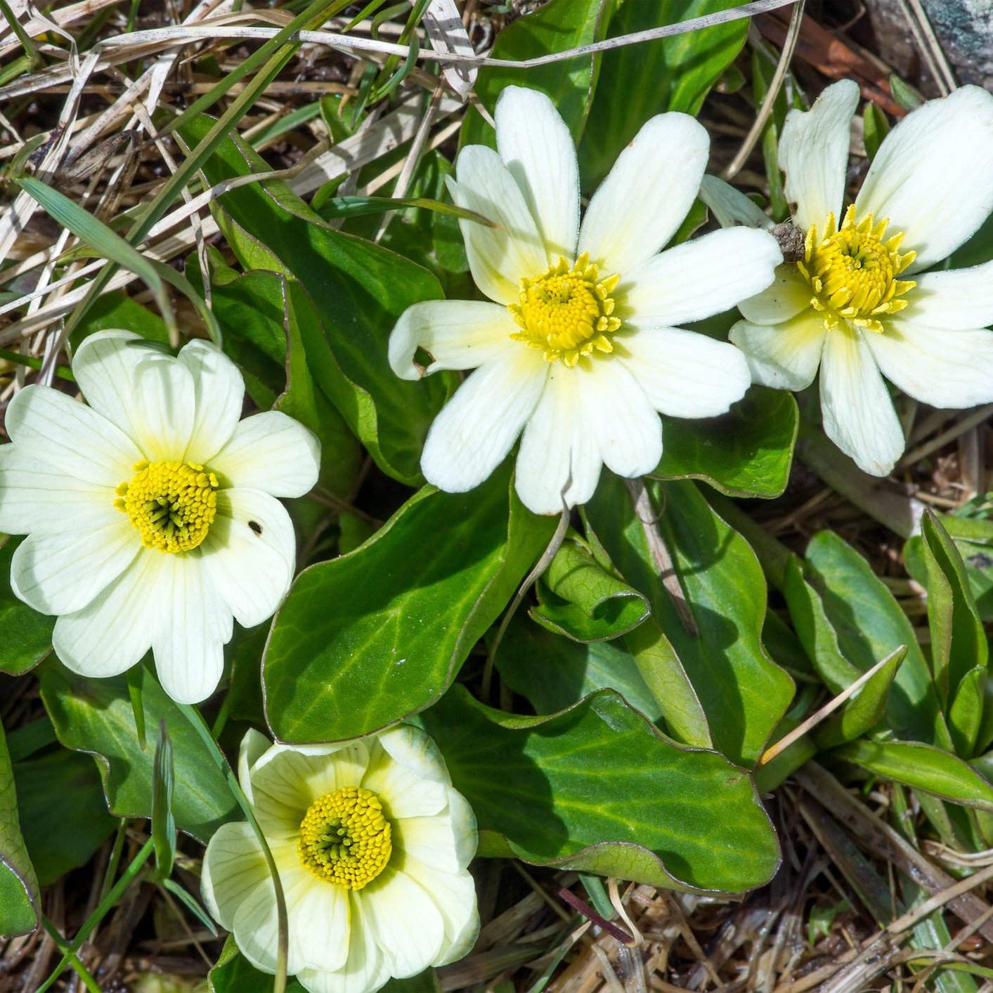 White Marsh Marigold | Caltha leptosepala