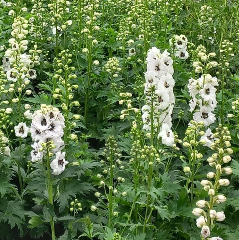 Delphinium Collection