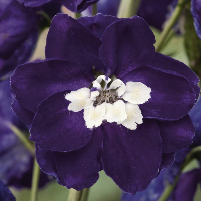 Delphinium Collection