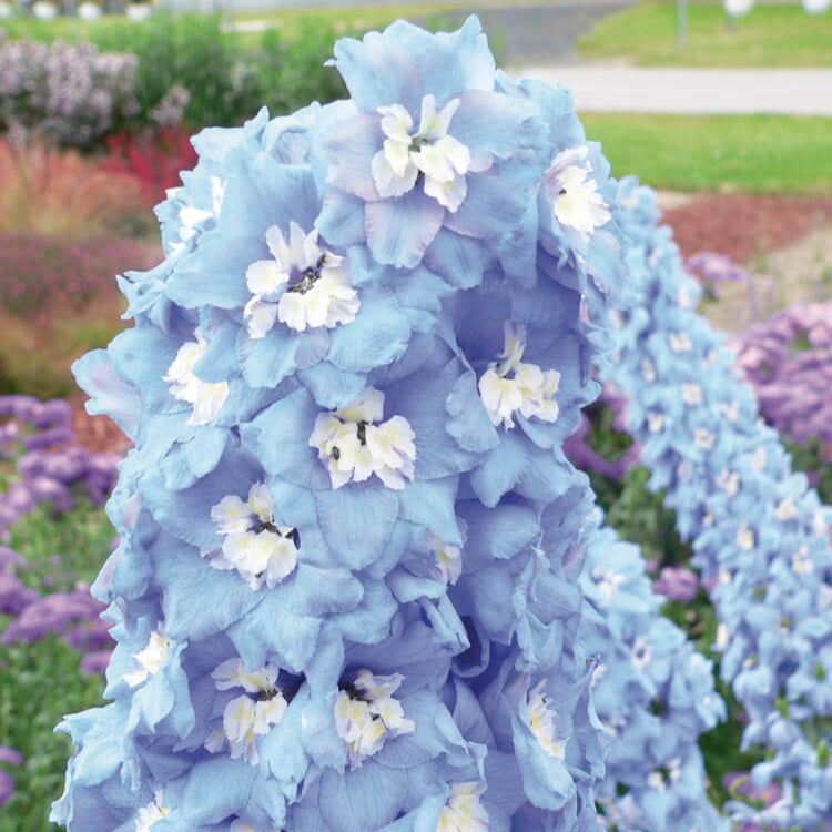 Delphinium Collection