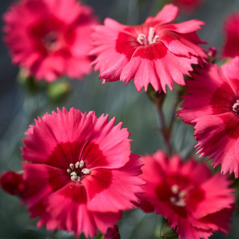 Dianthus Cocktail Collection