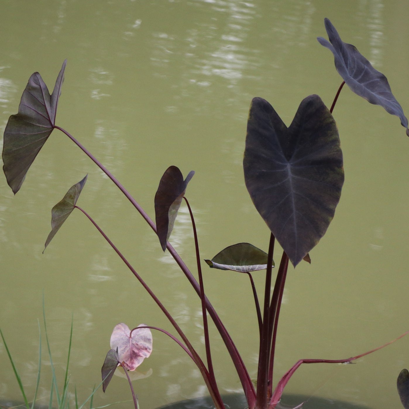 black elephant ear plant uk Elephant Ear 'Black Magic' (Colocasia rubra)