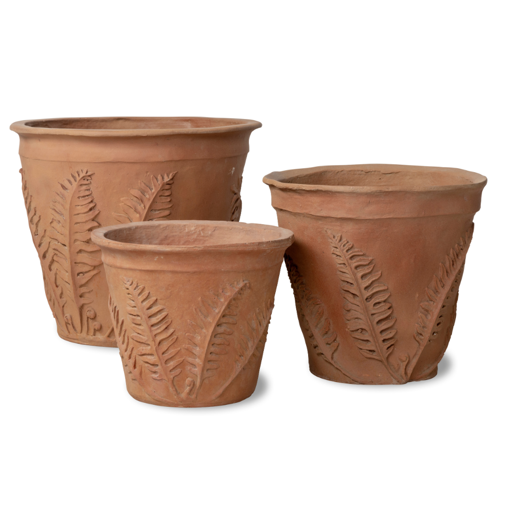 Fern Pot