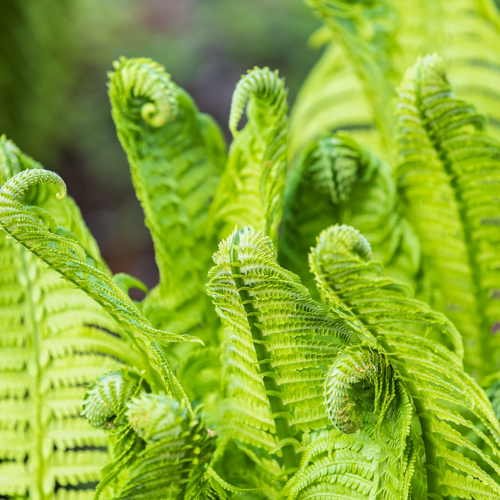 Fern Collection