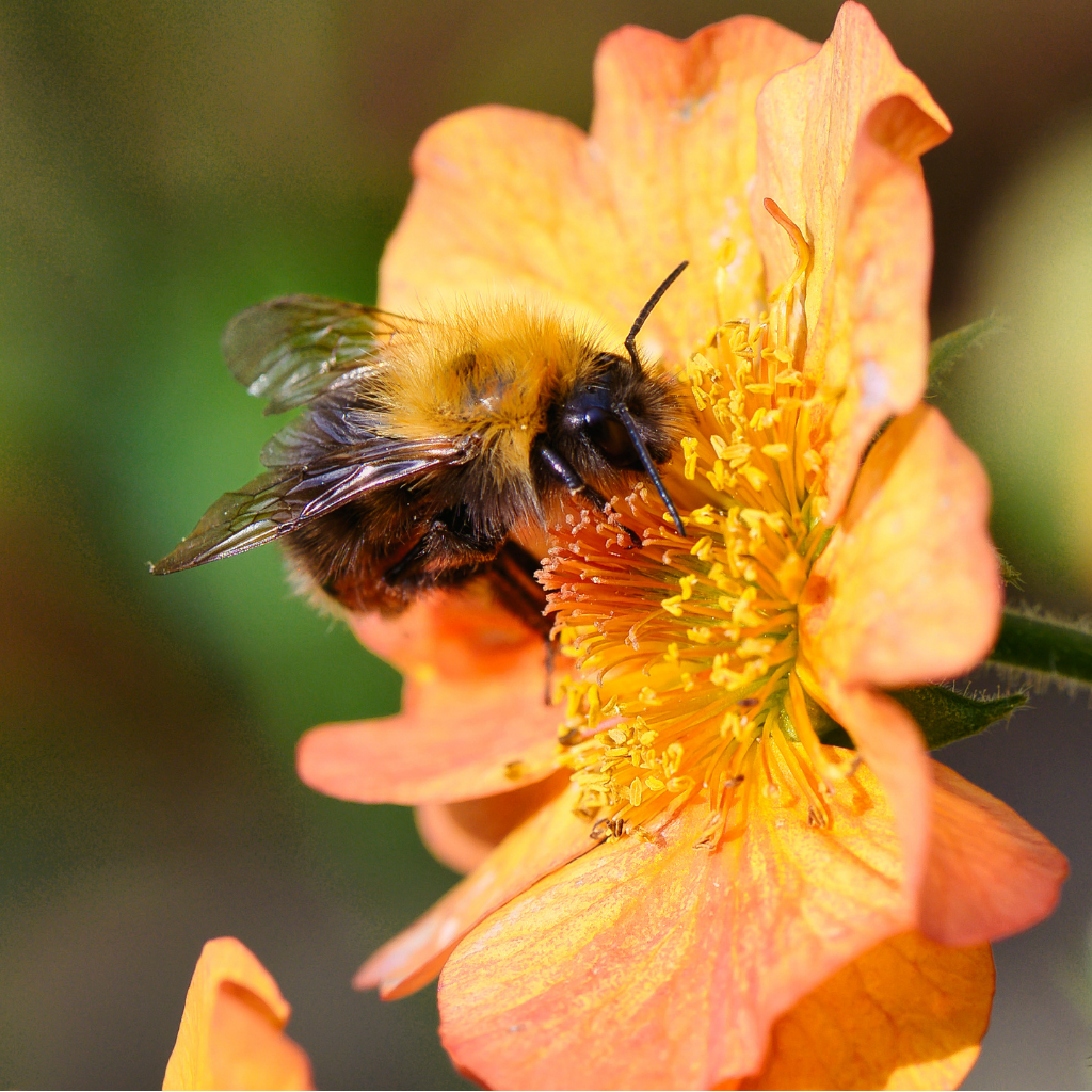 Geum Collection