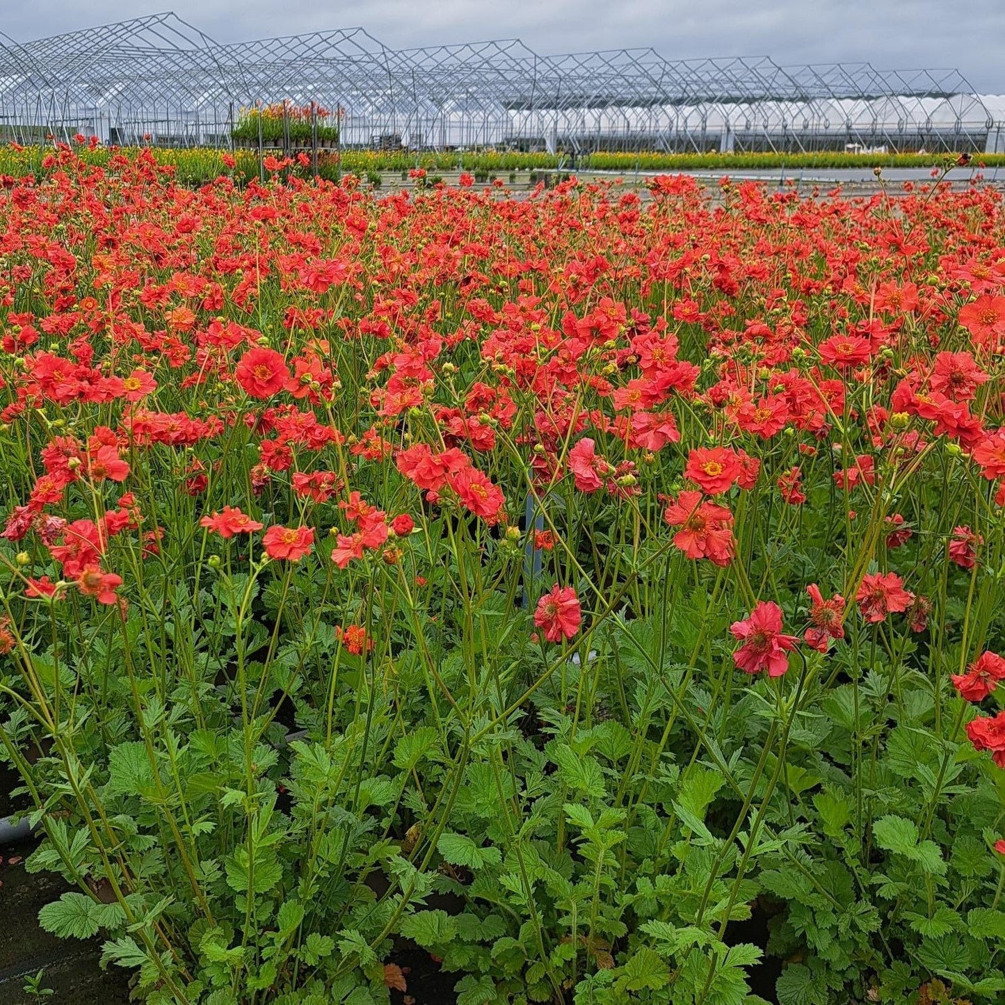 3ltr Geum Mrs Bradshaw - Red Flower Crop - Plants for Ponds