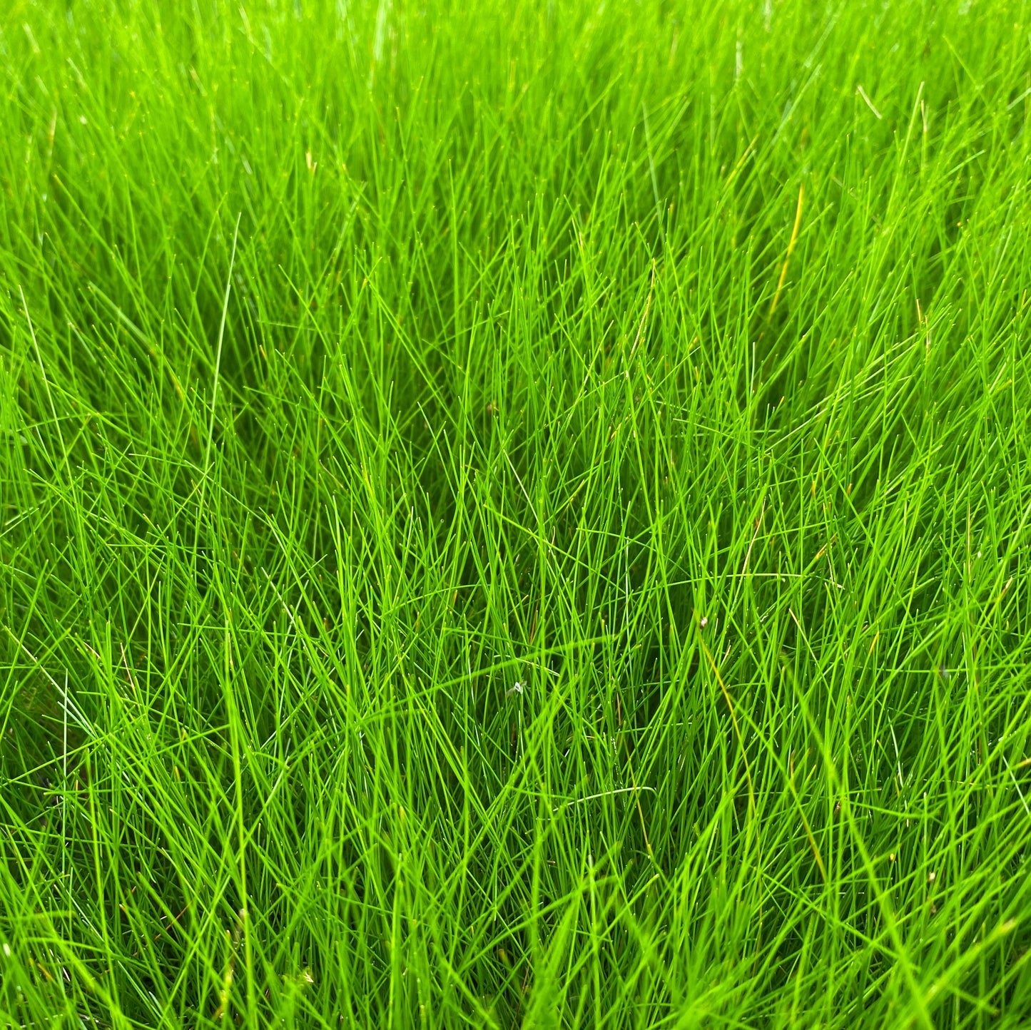 Hairgrass | Eleocharis acicularis