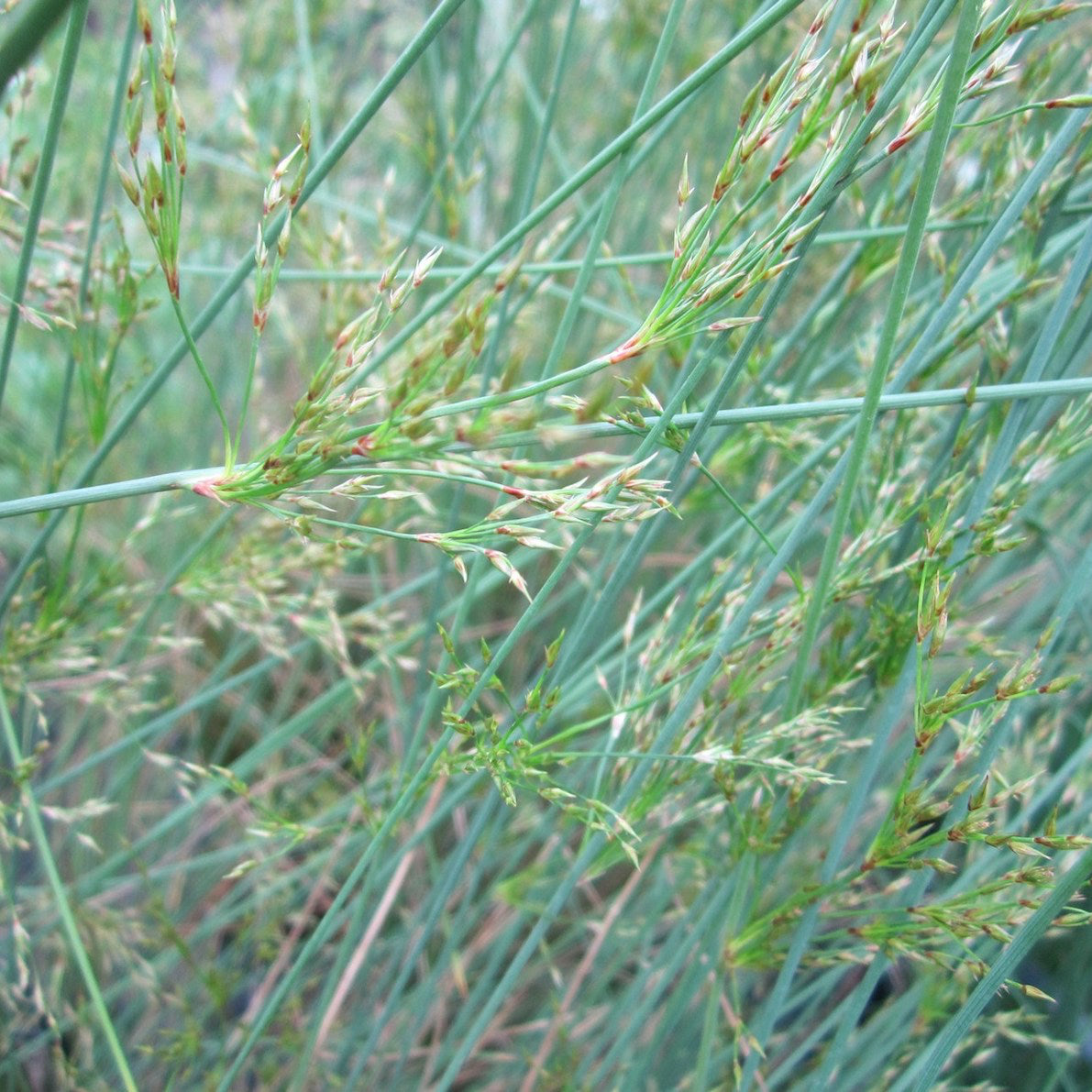 Hard Rush | Juncus inflexus