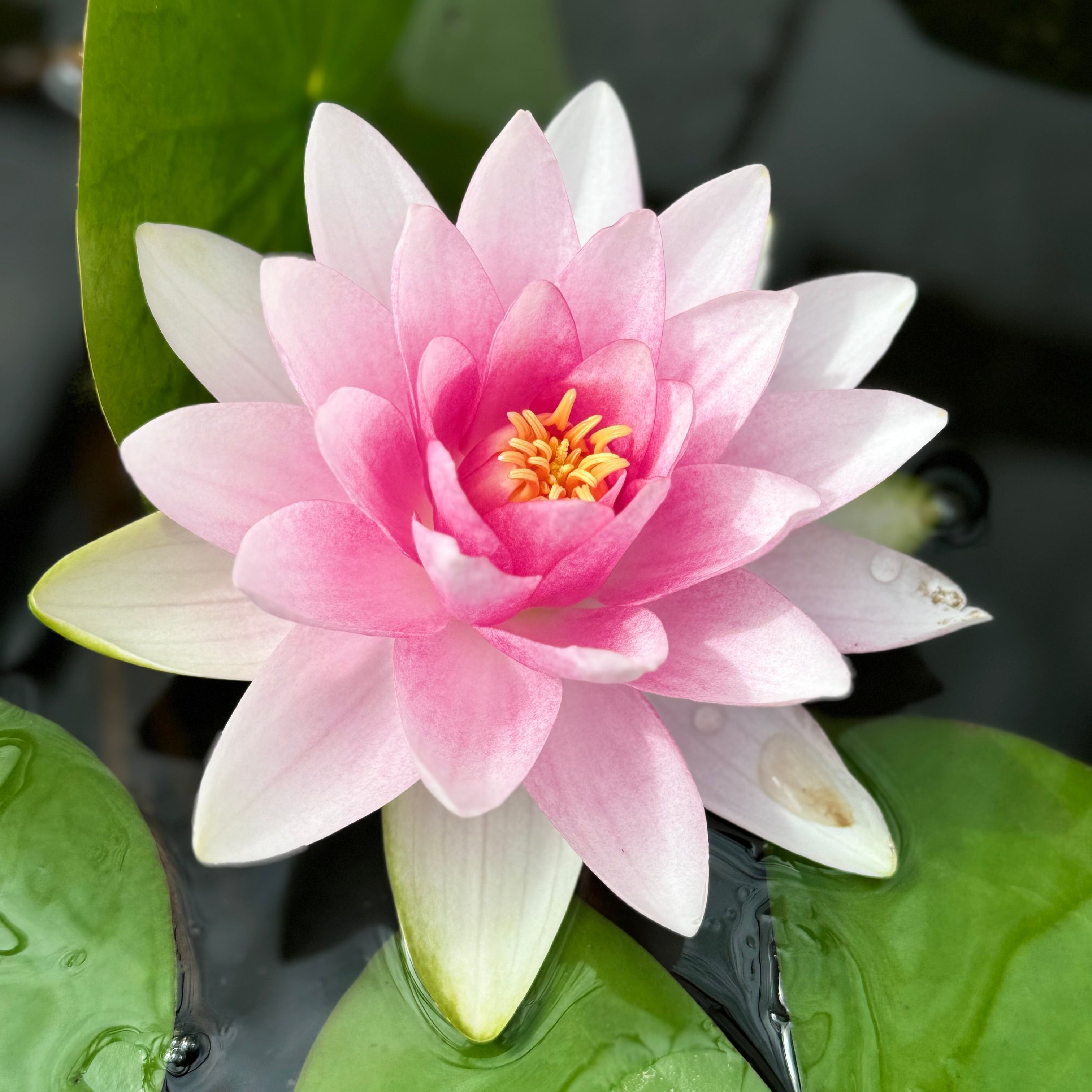 pink water lily flower Madame Wilfron Gonnère Waterlily