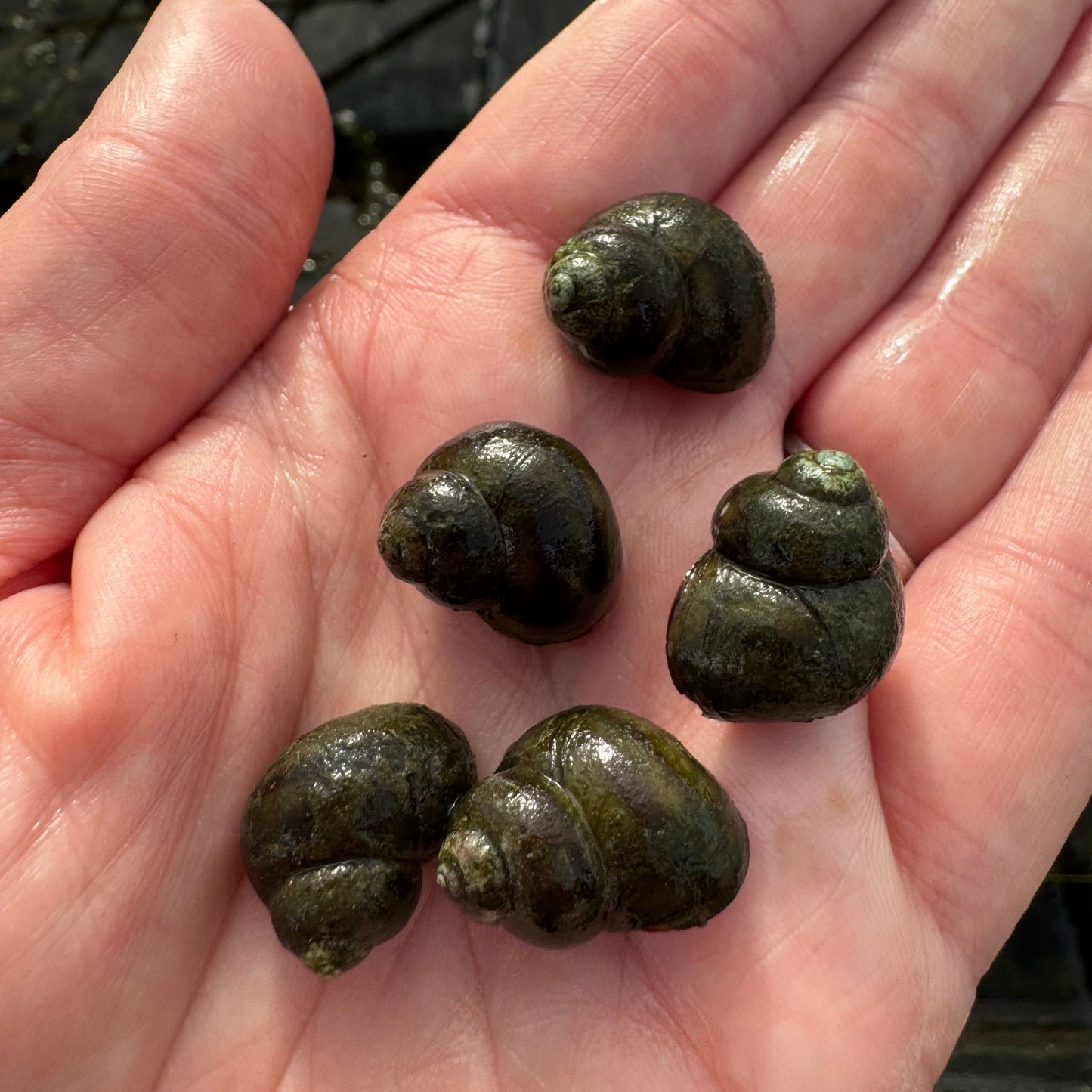Trapdoor Snail | Viviparus viviparus
