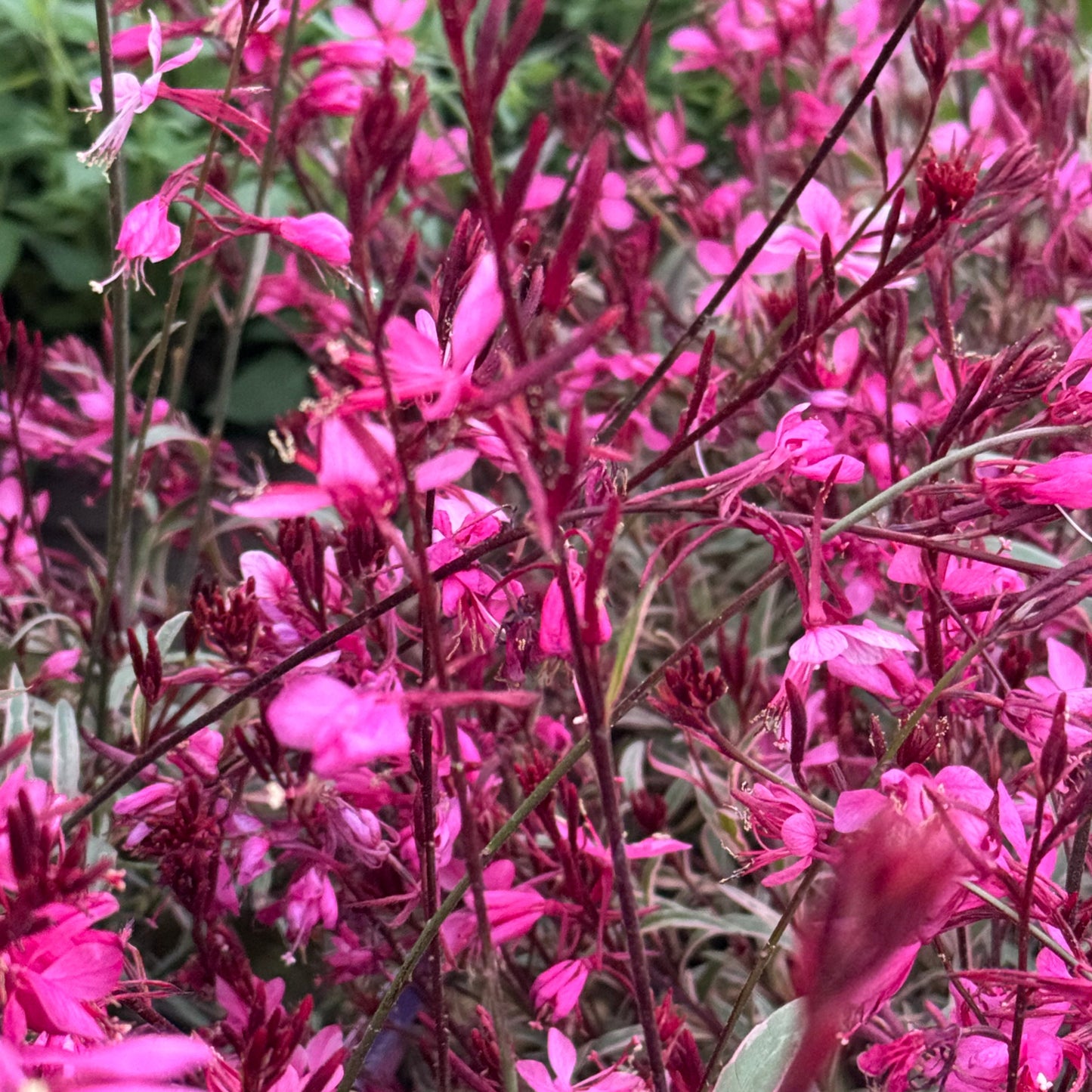Late Summer Flowers Collection