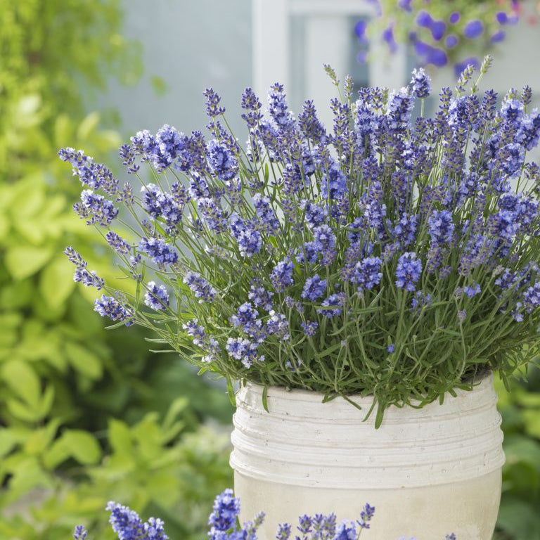 Lavender Collection