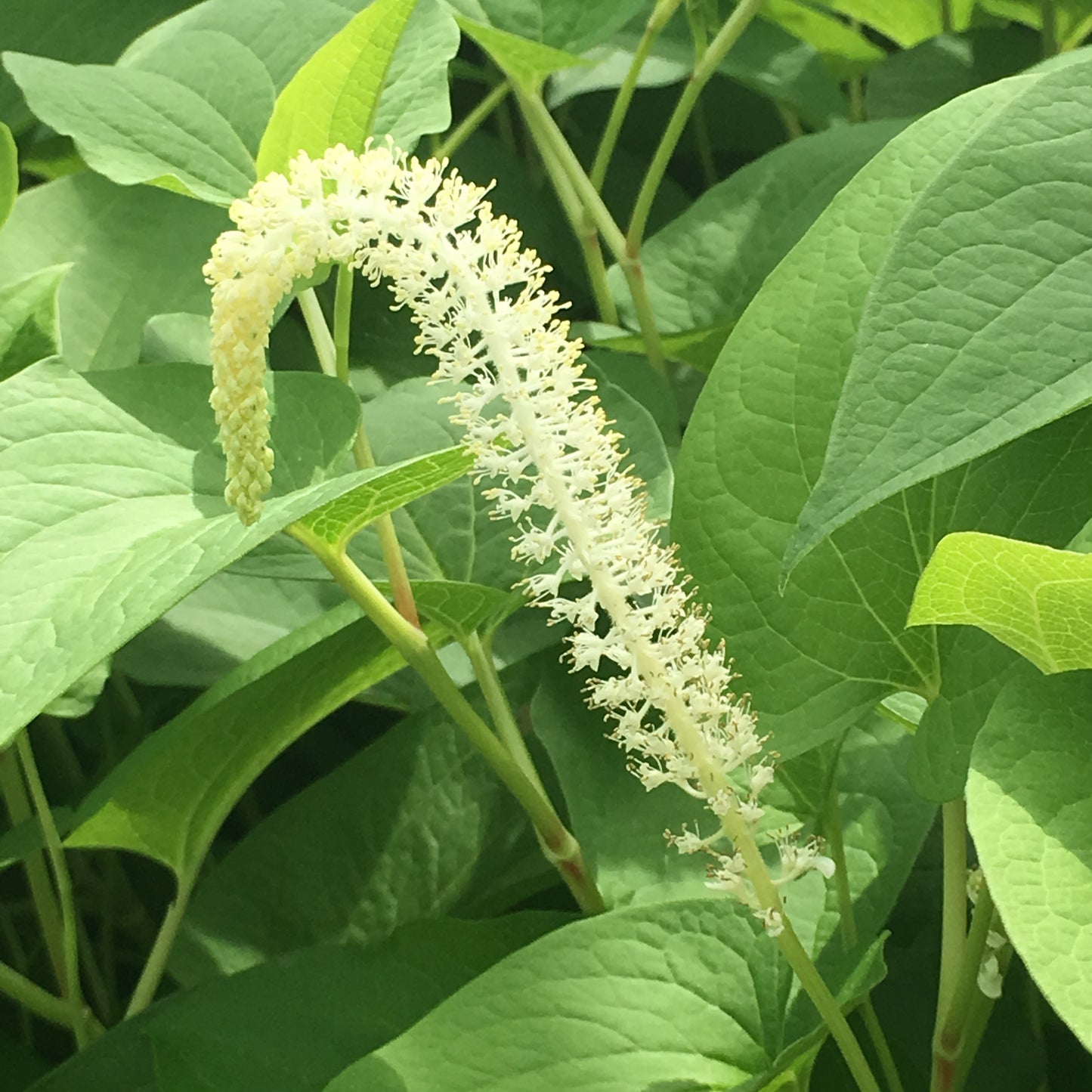 Lizards tail | Saururus cernuus