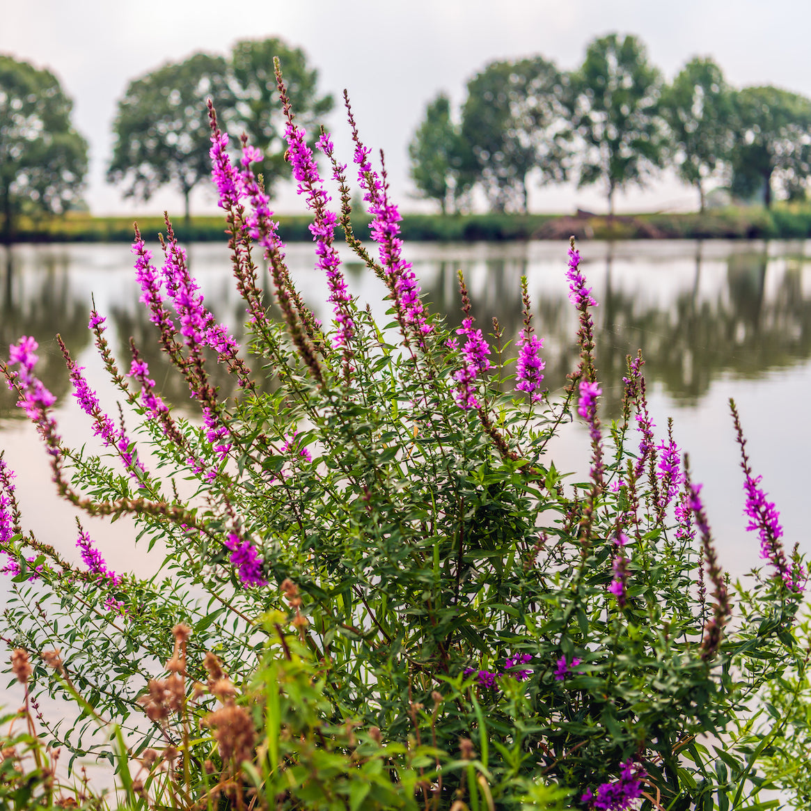 Loosestrife | Lythrum salicaria 'Robert'
