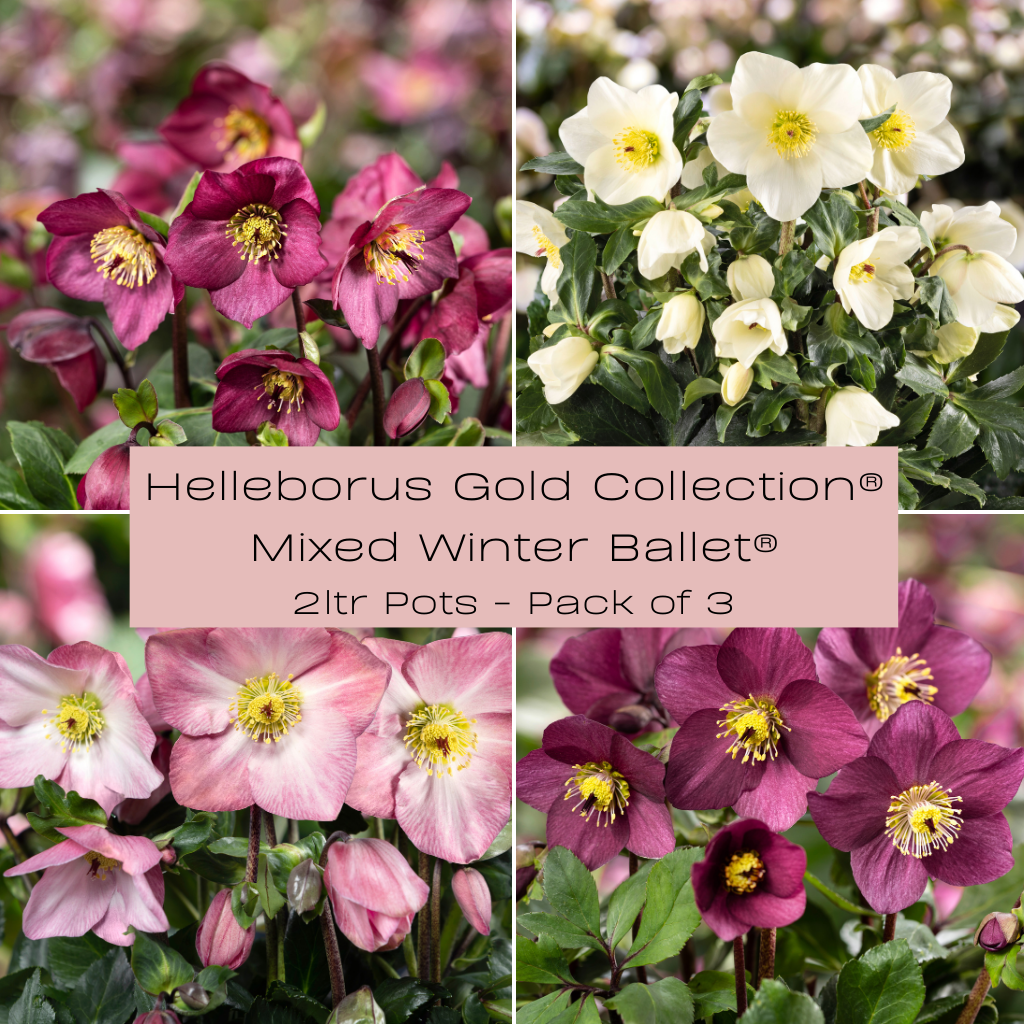 Helleborus HGC® Winter Ballet® Collection