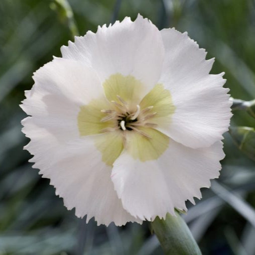 Dianthus Cocktail Collection