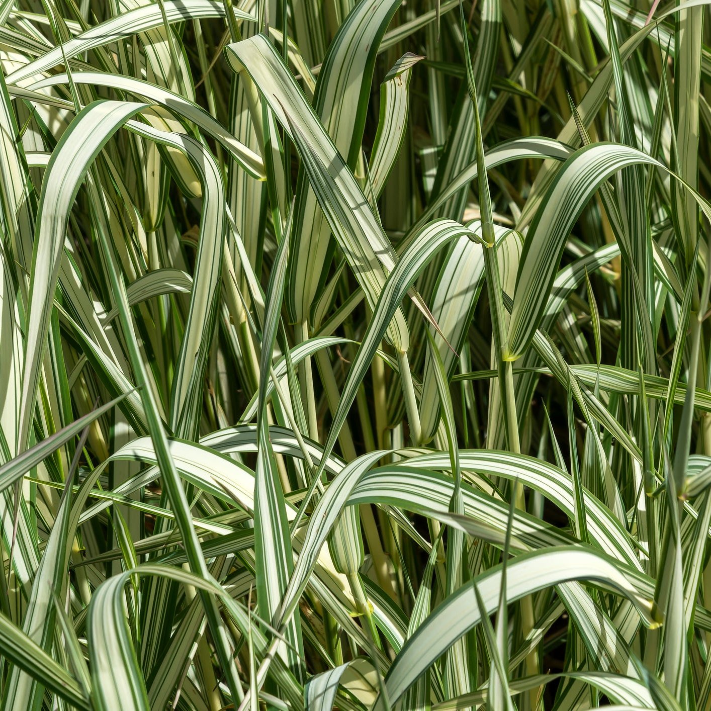 thumbnail image 2 of Phalaris Arundinacea Picta (Gardener's Garters) - 3 X 9cm Pots, Variegated Grass For Ponds & Bog Gardens 2 of 12