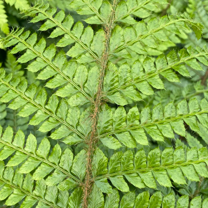 Fern - Plants for Ponds Fern Collection - Polysticum-polyblepharum