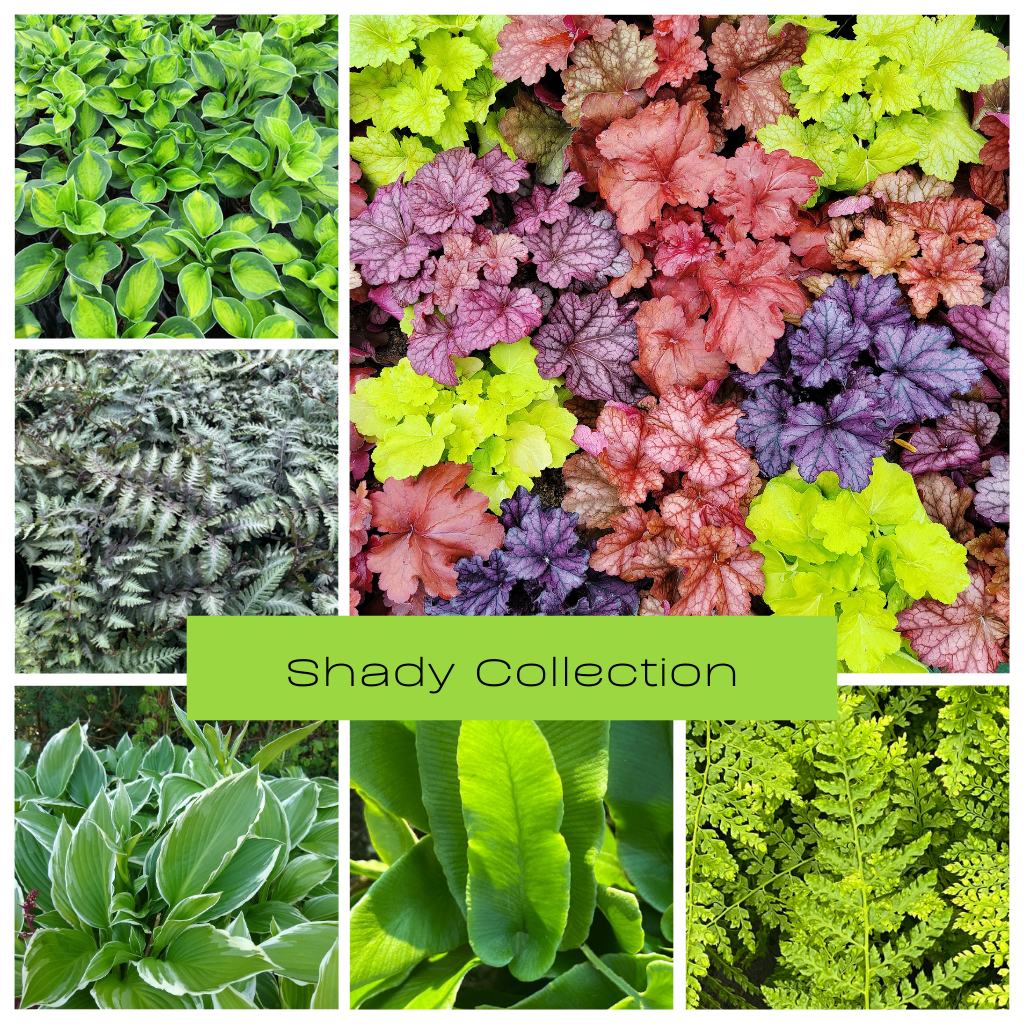 Shady Pondside Plants