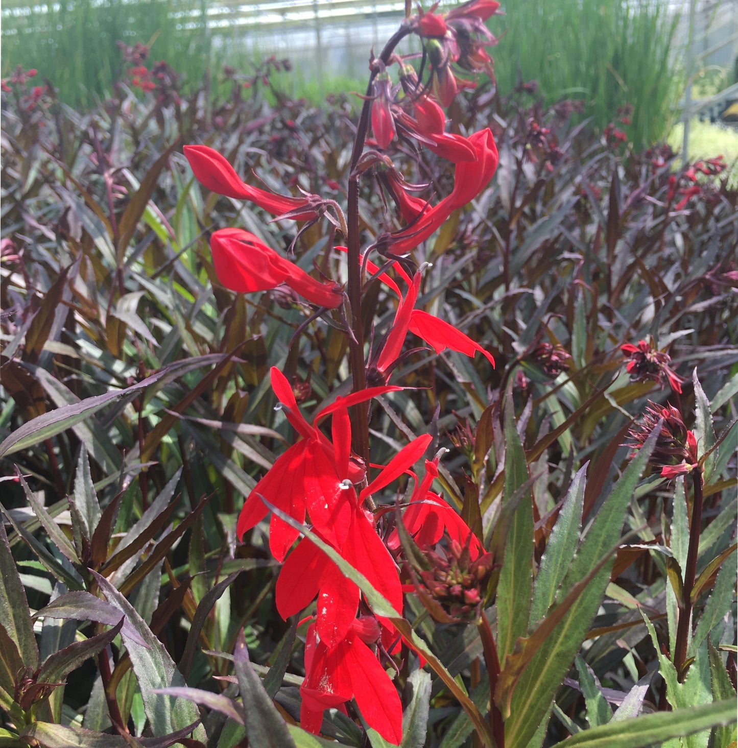Cardinal Flower 'Queen Victoria' | Lobelia cardinalis 'Queen Victoria'