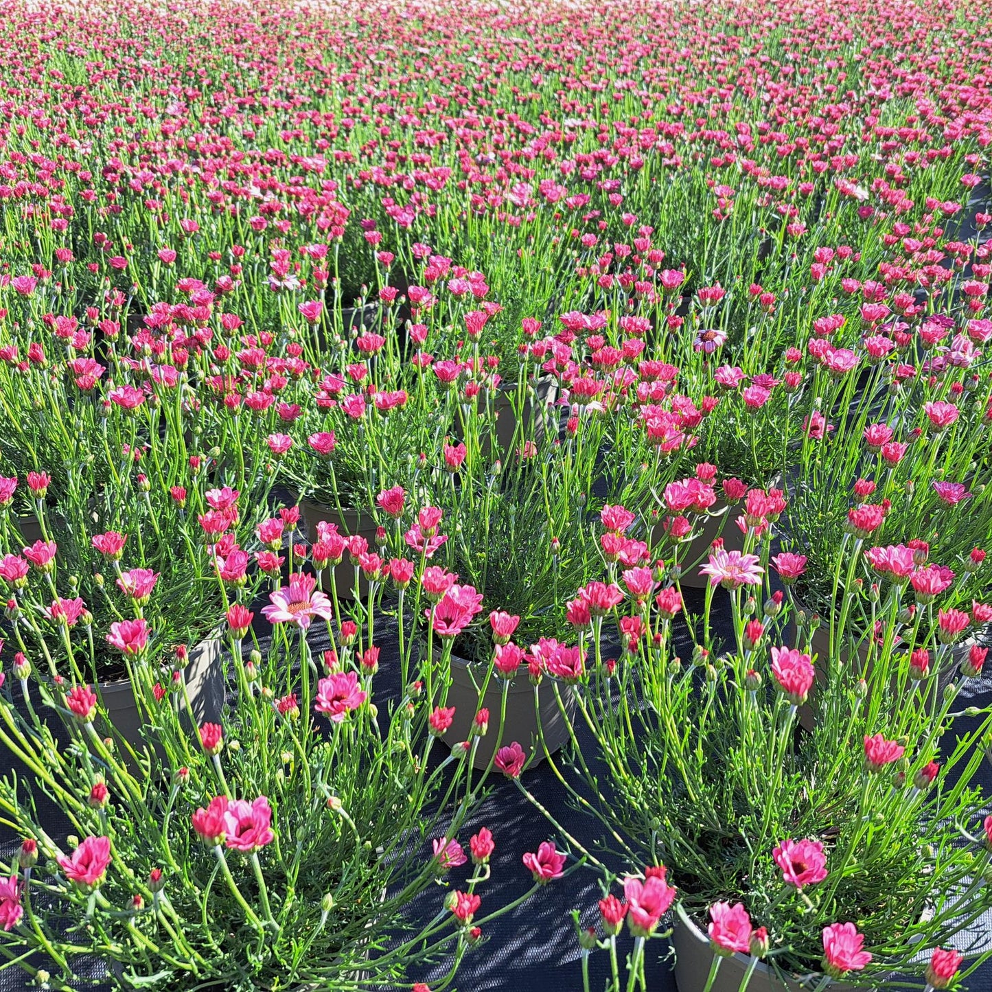 Rhodanthemum Zagora Collection