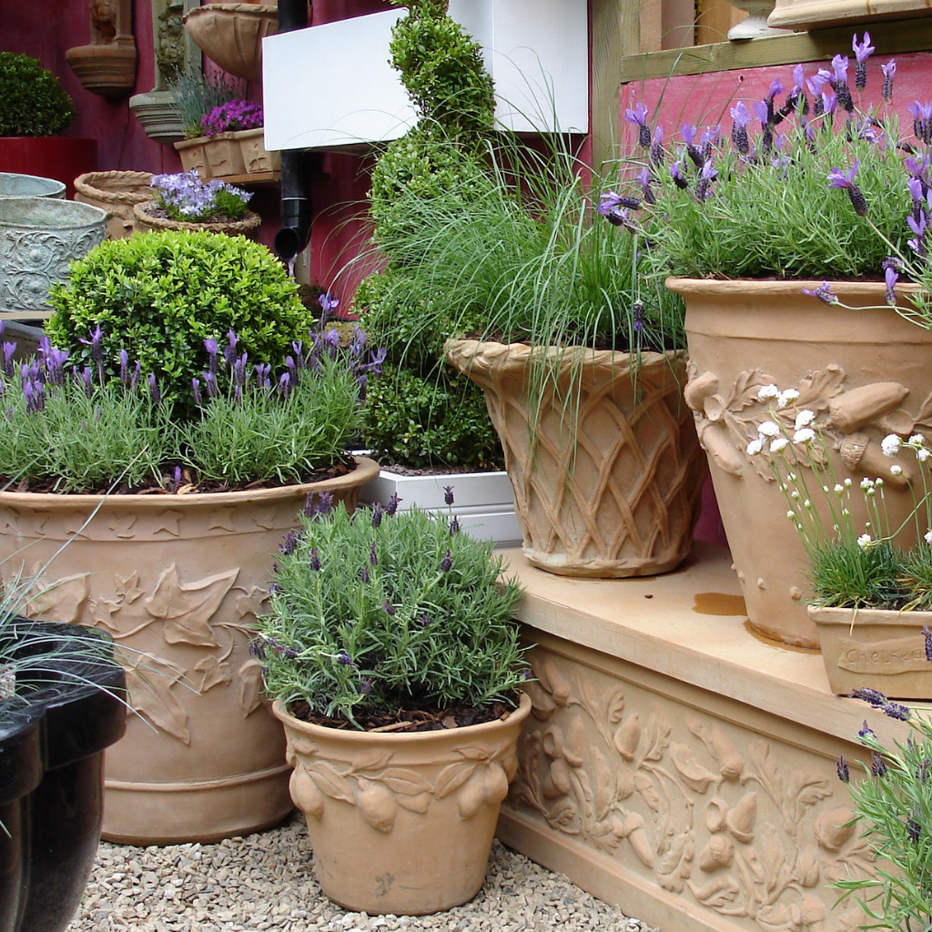 Fern Pot