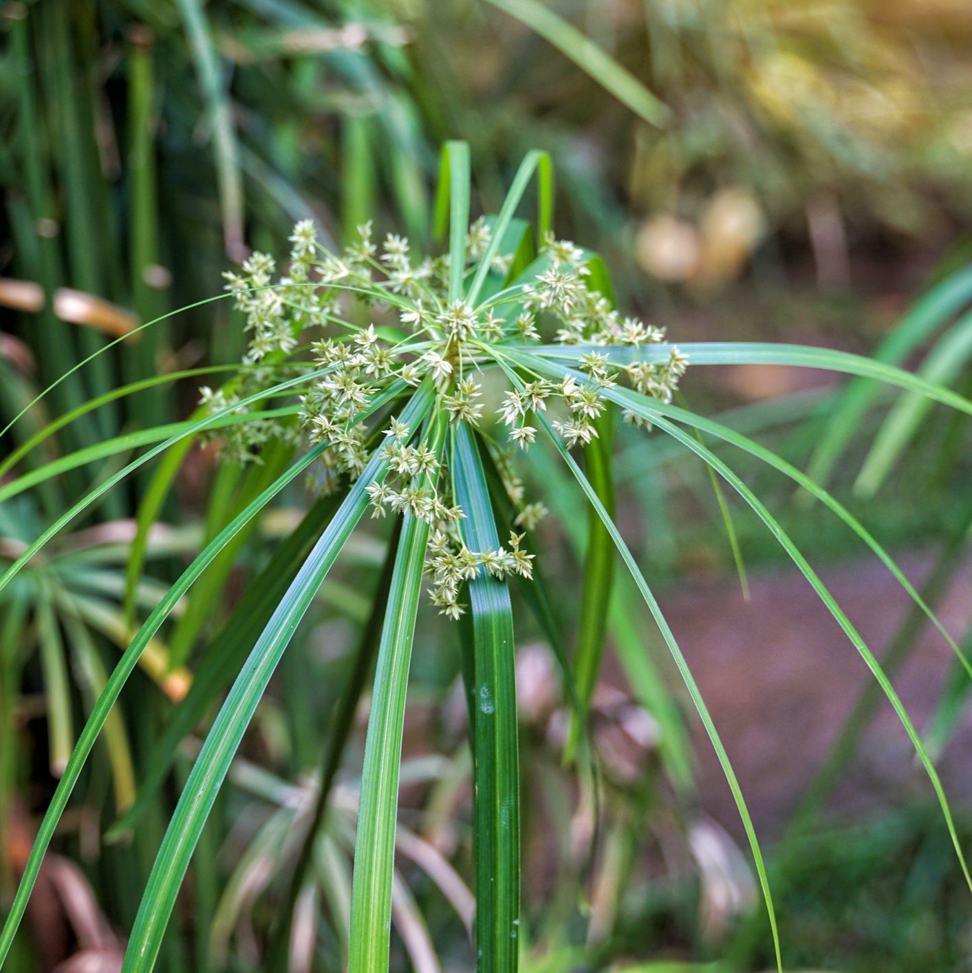 umbrella palm pond plant Umbrella Palm (Cyperus alternifolius)