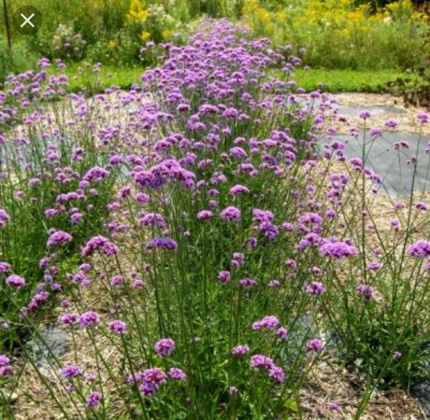 Cottage Garden Collection