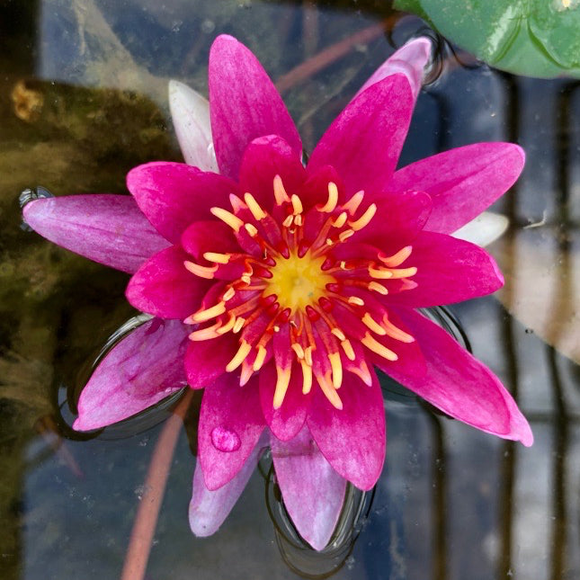 Vesuve Waterlily