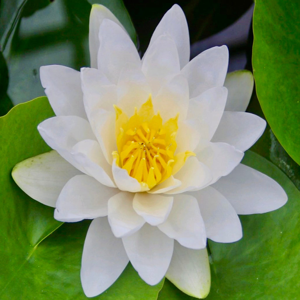 white water lily extract Virginalis Waterlily