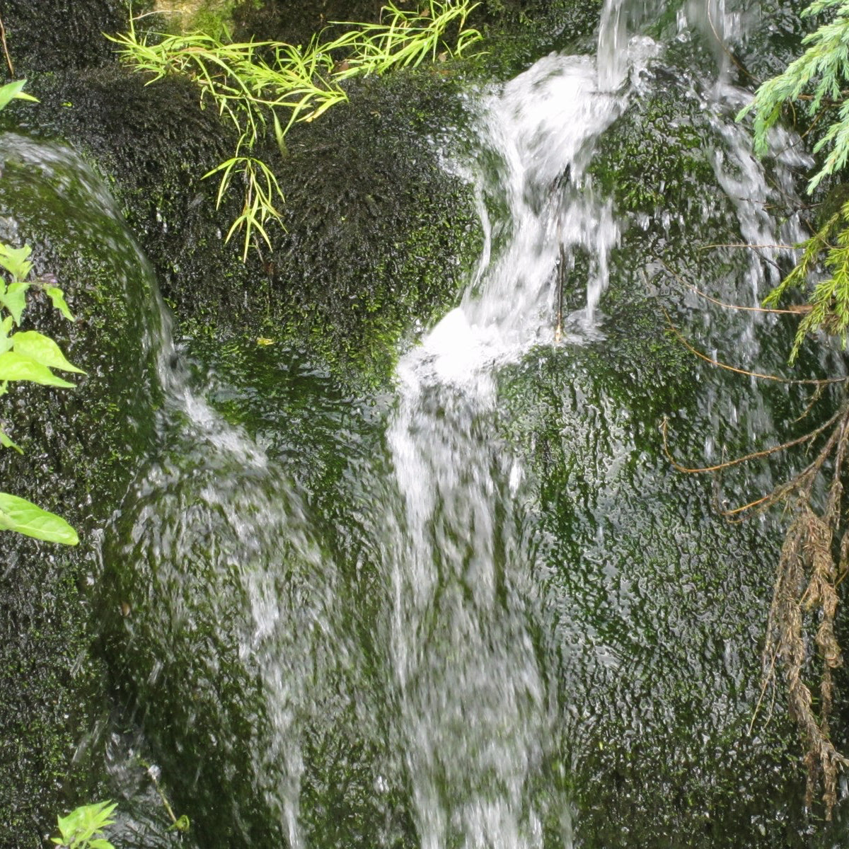 Willow Moss | Fontinalis antipyretica