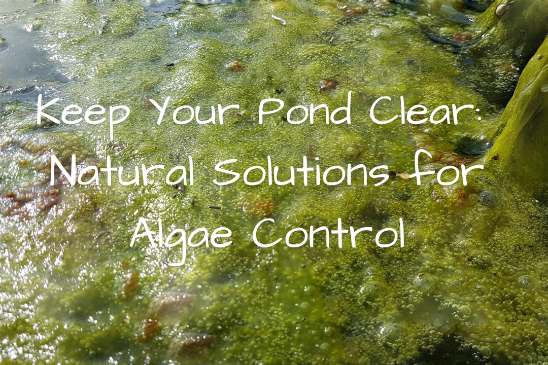 How to Minimise Algae in Your Pond