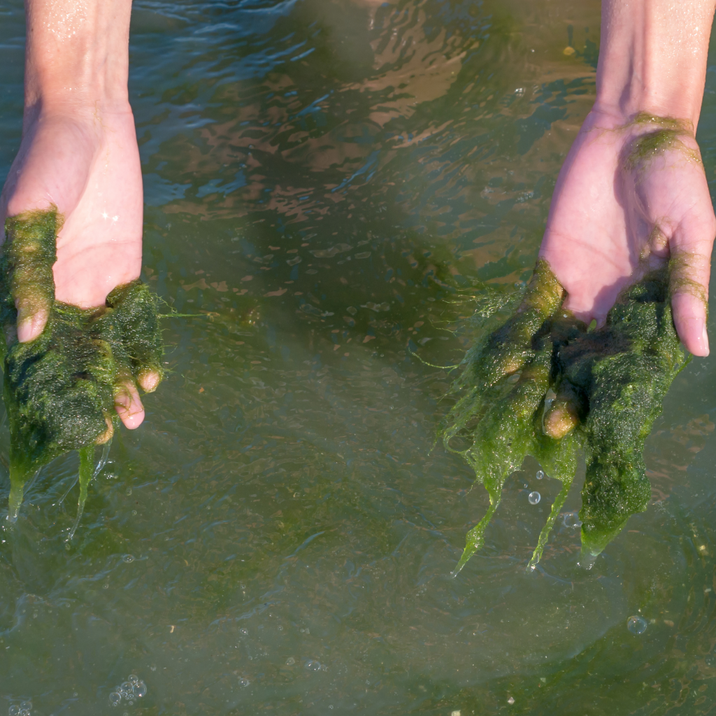 The Natural Secret to Algae Control