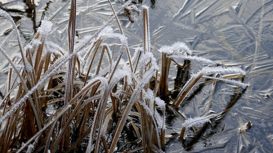 Best Pond Plants for Autumn and Winter