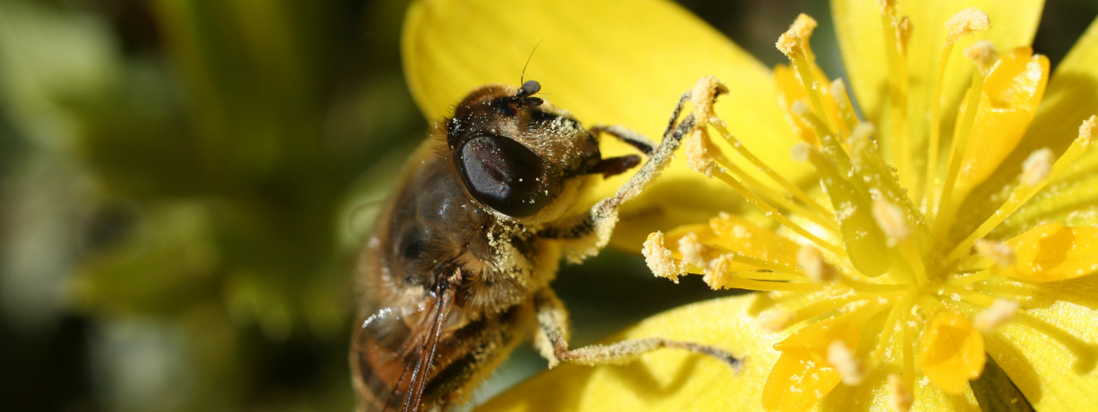 Why Spring Flowers Are Often Yellow
