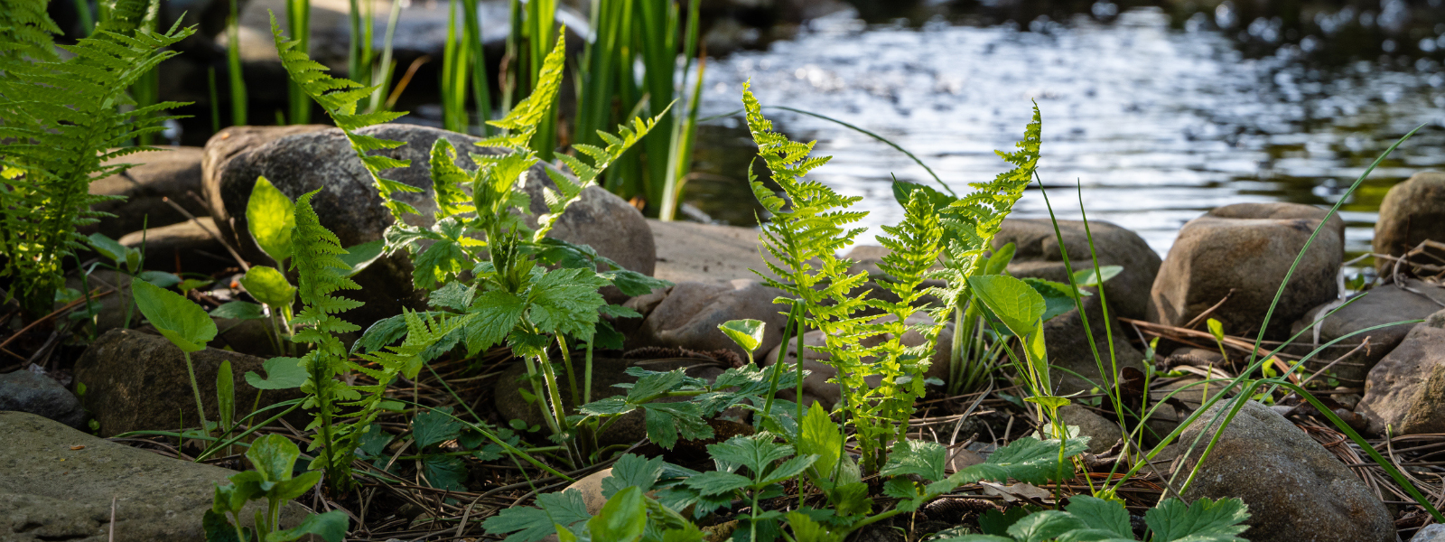 What Is a Bog Garden? How to Create and Plant a Wildlife-Friendly Bog Garden