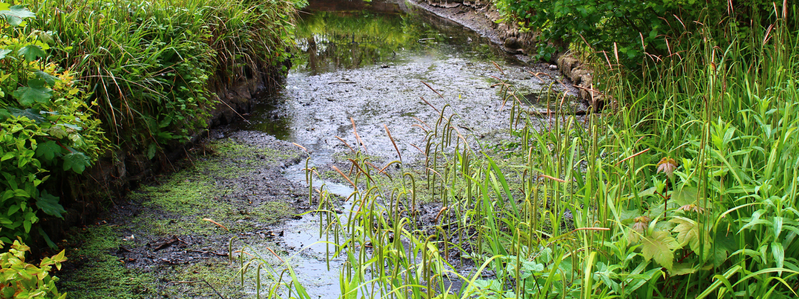 Pond Silt in Wildlife Ponds: Leave It or Remove It?