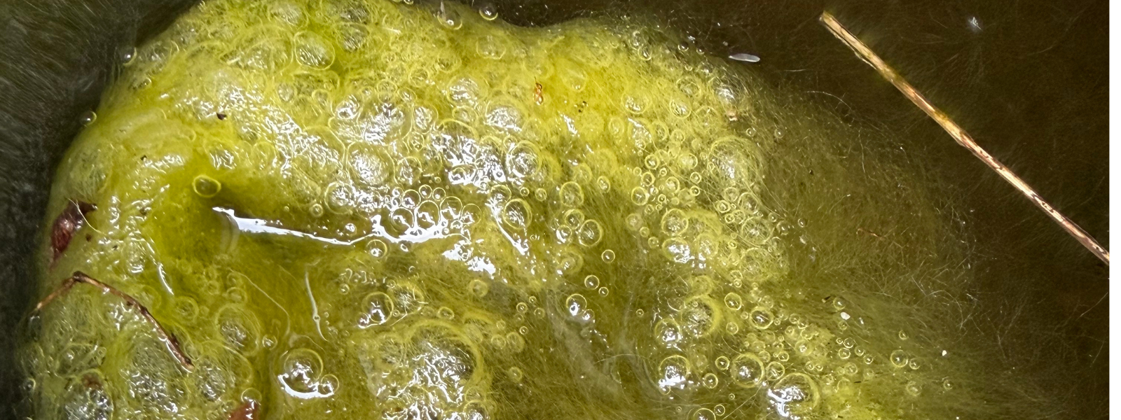 Why Is My Pond Algae Bubbling? Blanket Weed Explained