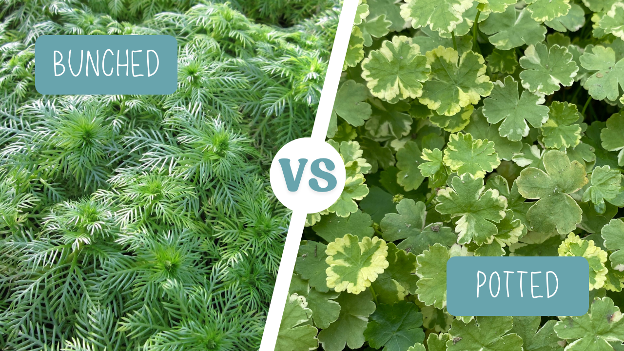 Bunched or Potted Oxygenators?