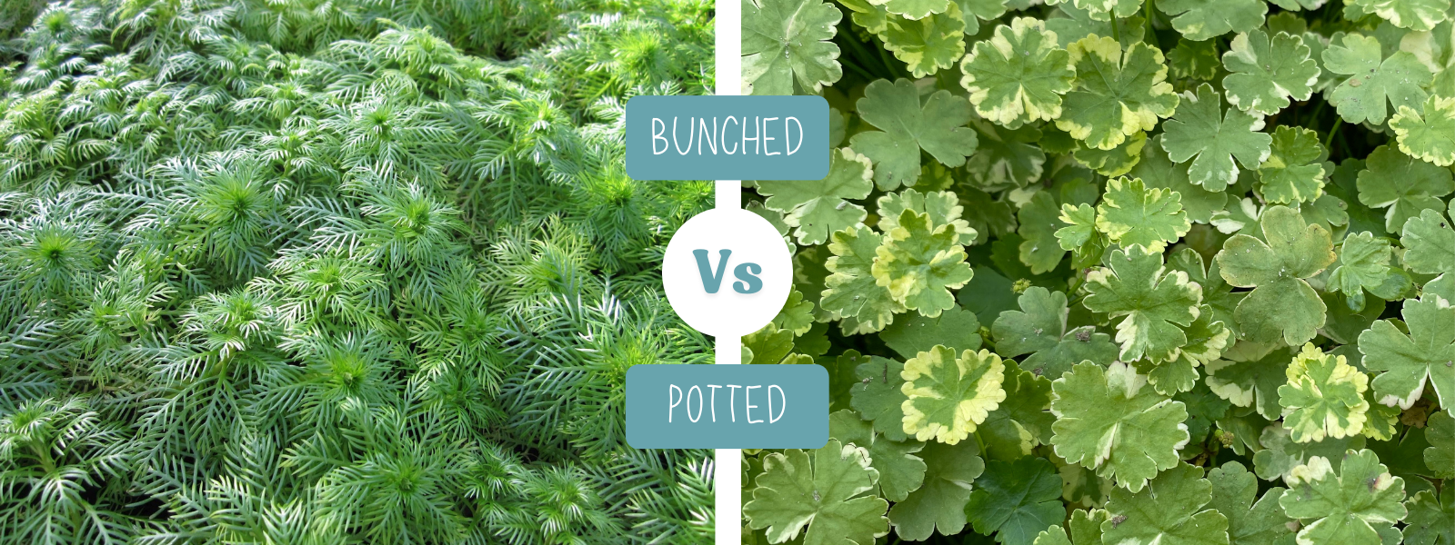 Bunched or Potted Oxygenators?