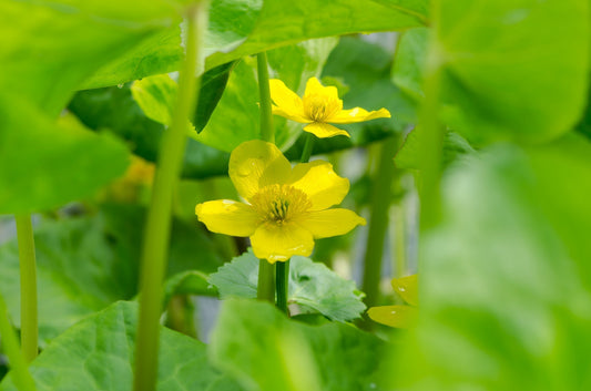 Marsh Marigold - Spring’s Golden Glow