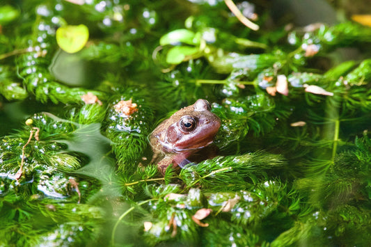 Best Oxygenating Plants for Small Ponds