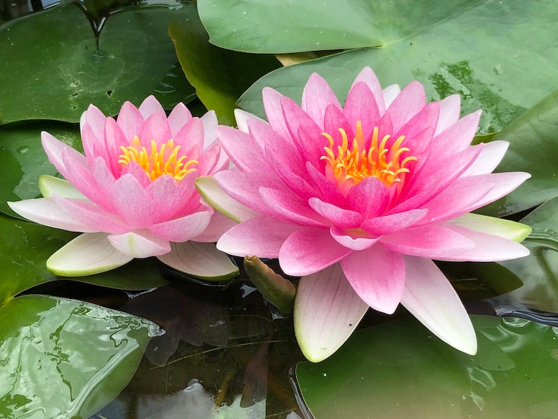 The Wonderful World of Waterlilies