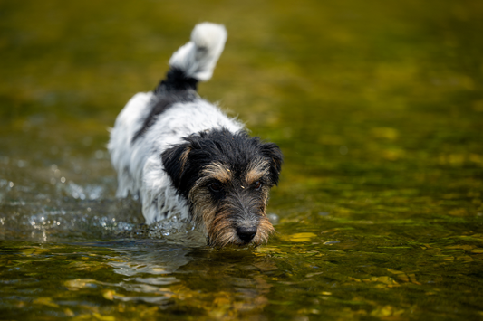 Pets and Ponds - Why Your Cat or Dog Will Love Your Garden Pond!