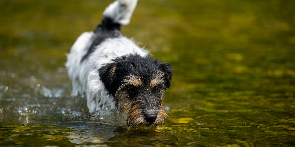 Pets and Ponds - Why Your Cat or Dog Will Love Your Garden Pond!