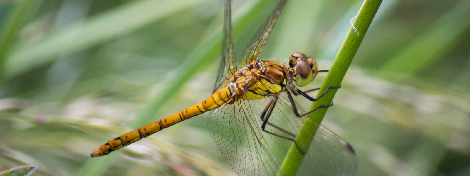 Planting for dragonflies and damselflies